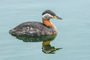 Humber Bay Prints: Red-necked Grebe (Podiceps grisegena) on Lake Ontario, Torotno, Ontario, Canada