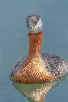 Humber Bay Prints: Red-necked Grebe (Podiceps grisegena) on Lake Ontario, Torotno, Ontario, Canada