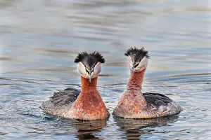 Humber Bay Prints: Red-necked Grebe (Podiceps grisegena) on Lake Ontario, Torotno, Ontario, Canada