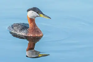 Humber Bay Prints: Red-necked Grebe (Podiceps grisegena) on Lake Ontario, Torotno, Ontario, Canada