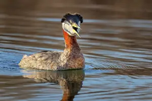 Humber Bay Prints: Red-necked Grebe (Podiceps grisegena) on Lake Ontario, Torotno, Ontario, Canada