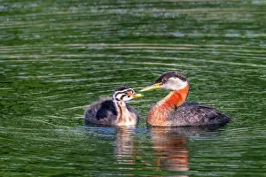 Humber Bay Prints: Red-necked Grebe (Podiceps grisegena) on Lake Ontario, Torotno, Ontario, Canada