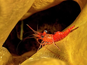 Invertebrate Prints: Red Night Shrimp (Cinetorhynchus manningi)