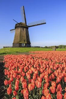 Red and orange tulip fields and the blue sky frame the windmill in spring Berkmeer