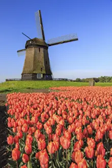 Tulip Prints: Red and orange tulip fields and the blue sky frame the windmill in spring Berkmeer