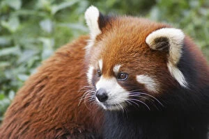 Red panda at Giant Panda Breeding Research Base, Chengdu, Sichuan, China