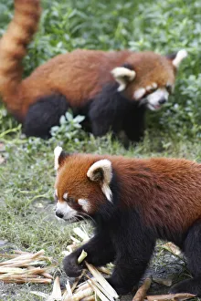 Red pandas at Giant Panda Breeding Research Base, Chengdu, Sichuan, China Red pandas at Giant Panda Breeding Research Base, Chengdu, Sichuan, China