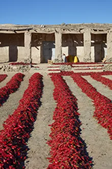 Harvest Gallery: Red peppers left to dry in the sun in front of an old house near Payogasta