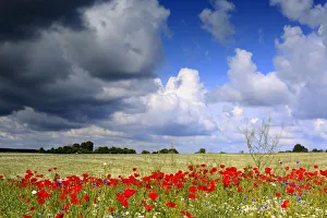 Red poppies field, near Vladimir-Volynsky, Volyn oblast, Ukraine