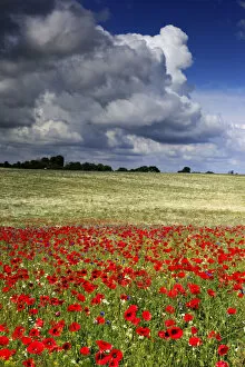 Red poppies field, near Vladimir-Volynsky, Volyn oblast, Ukraine