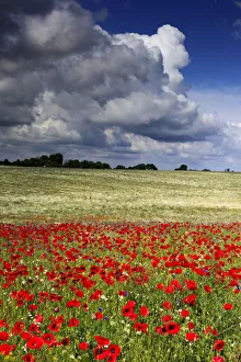 Images Dated 17th December 2009: Red poppies field, near Vladimir-Volynsky, Volyn oblast, Ukraine