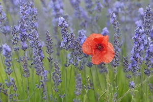 Red Poppy (Papaver) and Lavender (Lavendula augustifolia), Sault, Plateau de Vaucluse, Alpes-de-Haute-Provence