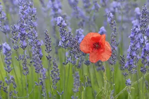 Poppy Prints: Red Poppy (Papaver) and Lavender (Lavendula augustifolia)