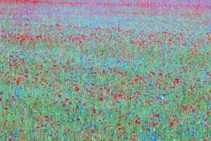 Abstract Collection: Red poppys and blue cornflowers growing in a meadow in Umbria, Italy