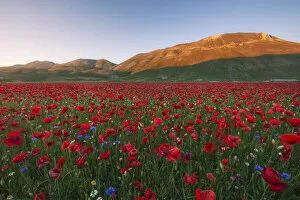 Texture Collection: Red poppys and blue cornflowers growing in a meadow in Umbria, Italy