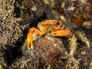 Invertebrate Prints: Red-Ridged Clinging Crab (Mithraculus forceps)