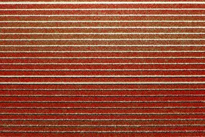 Red rows in an aerial view of tulips field (Sint Maarten, Schagen municipality, Dutch
