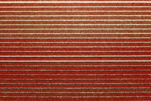 Red rows in an aerial view of tulips field (Sint Maarten, Schagen municipality, Dutch Red rows in an aerial view of tulips field (Sint Maarten, Schagen municipality, Dutch