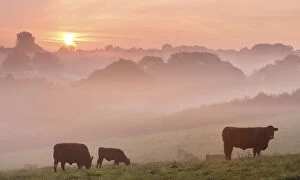 Images Dated 6th January 2015: Red Ruby cattle grazing in the Devon countryside at dawn on a misty morning, Black Dog