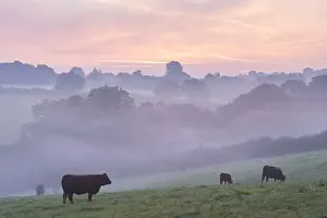Red Ruby cattle grazing in the Devon countryside at dawn on a misty morning, Black Dog