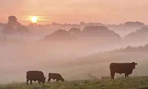Red Ruby cattle grazing in the Devon countryside at dawn on a misty morning, Black Dog