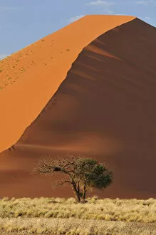 Images Dated 7th December 2012: Red sand dunes in the Namib-Naukluft National Park, Namibia, Africa