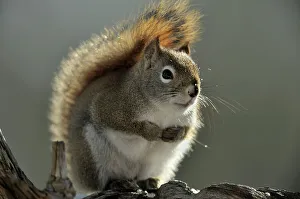 Suburban Prints: Red Squirrel (Tamiasciurus hudsonicus), Greater Sudbury (Lively), Ontario, Canada