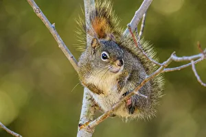 Squirrels Prints: Red squirrel (Tamiasciurus hudsonicus, Greater Sudbury, Ontario, Canada)