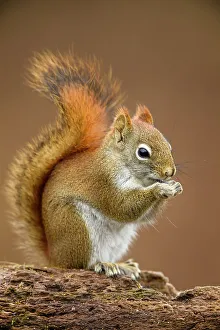 Woodlands Prints: Red squirrel (Tamiasciurus hudsonicus), Greater Sudbury, Ontario, Canada