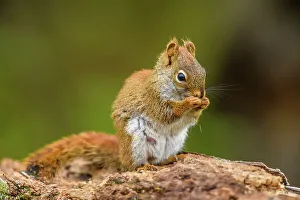 Squirrels Prints: Red squirrel (Tamiasciurus hudsonicus), Greater Sudbury, Ontario, Canada