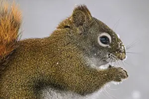 Squirrels Prints: Red Squirrel (Tamiasciurus hudsonicus) Attracted to seeds in a winter bird feeder