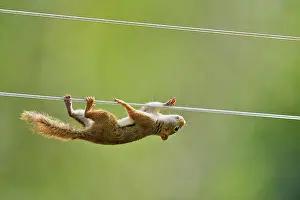 Creative Prints: Red squirrel (Tamiasciurus hudsonicus) climbing along clothesline to bird feeder