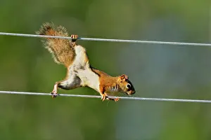 Creative Prints: Red squirrel (Tamiasciurus hudsonicus) climbing along clothesline to bird feeder