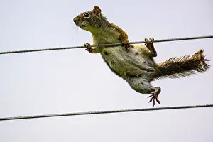 Small Mammals Prints: Red squirrel (Tamiasciurus hudsonicus) Climbing clothesline to bird seed feeder