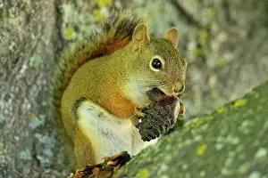 Small Mammals Prints: Red squirrel (Tamiasciurus hudsonicus) Eating a pine cone, Seney NWR, Seney, Michigan, USA