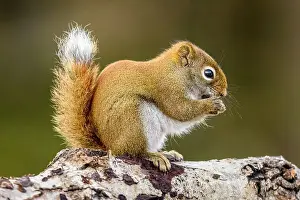 Mixed Forest Prints: Red squirrel (Tamiasciurus hudsonicus) Eating seeds at the bird feeder