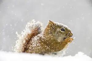 Squirrels Prints: Red squirrel (Tamiasciurus hudsonicus) eating seeds in a spring snowstorm