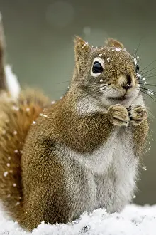 Red Squirrel (Tamiasciurus hudsonicus) Eating seeds at a winter bird feeder, Greater Sudbury, Ontario, Canada