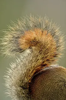 Suburban Prints: Red Squirrel (Tamiasciurus hudsonicus) Feeding on birdseed in winter