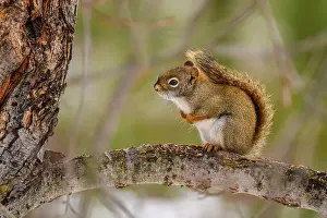 Mixed Forest Prints: Red squirrel (Tamiasciurus hudsonicus) Foraging in a maple tree