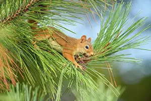 Squirrels Prints: Red squirrel (Tamiasciurus hudsonicus) Foraging for pine cones in a red pine