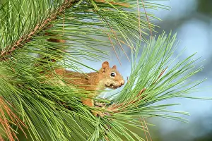 Squirrels Prints: Red squirrel (Tamiasciurus hudsonicus) Foraging for pine cones in a red pine