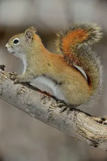 Squirrels Prints: Red squirrel (Tamiasciurus hudsonicus) Investigating maple sap dripping from a frozen icicle of sap