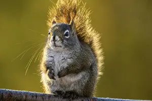 Squirrels Prints: Red squirrel (Tamiasciurus hudsonicus) At a seed feeder in winter