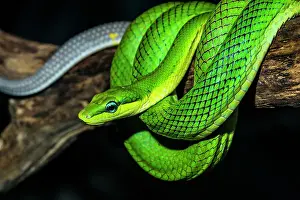 Snake Prints: Red-tailed Green Rat Snake (Gonyosoma oxycephala) - captive, Ontario, Canada