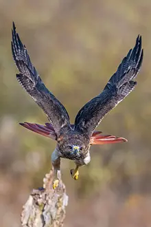 Hawk Prints: Red-tailed Hawk (Buteo jamaicensis) - captive bred, Ontario, Canada