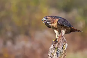 Hawk Prints: Red-tailed Hawk (Buteo jamaicensis) - captive bred