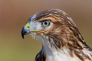 Hawk Prints: Red-tailed Hawk (Buteo jamaicensis) juvenile - captive bred, Ontario, Canada