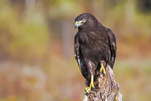 Hawk Prints: Red-tailed Hawk (Harlan's) Buteo jamaicensis harlani - captive bred