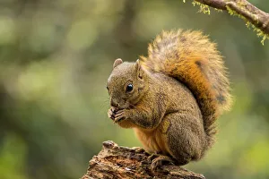 Squirrels Prints: Red-tailed squirrel (Sciurus granatensis), Paraiso Quetzal, San Jose, Costa Rica